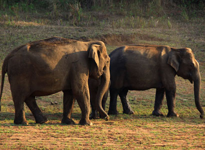 ELEPHANT WATCHING