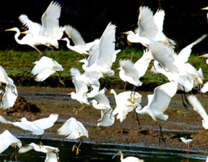 Salim Ali Bird Sanctuary